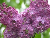 Сирень обыкновенная (Syringa vulgaris `Русь`)