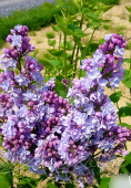 Сирень обыкновенная (Syringa vulgaris `Michel Buchner`)