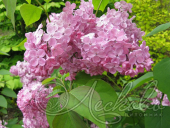 Сирень обыкновенная (Syringa vulgaris `Peerless Pink`)