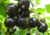 Смородина черная (Ribes nigrum `Багира`)