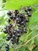Смородина черная (Ribes nigrum `Загадка`)