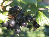 Смородина черная (Ribes nigrum `Зеленая дымка`)