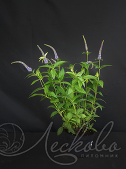 Вероникаструм сибирский (Veronicastrum sibiricum)