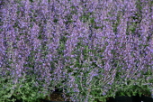 Котовник Фассена (Nepeta faassenii `Walker's Low`)