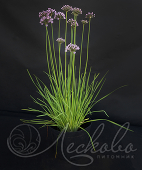 Лук Шнитт (Allium schoenoprasum)