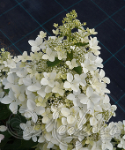 Гортензия метельчатая (Hydrangea paniculata `Confetti`)