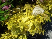 Спирея японская (Spiraea japonica `White Gold`)