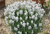 Лаванда узколистная (Lavandula angustifolia `Alba`)