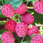 Малина сортовая (Rubus idaeus `Мейкер`)