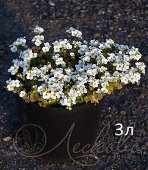 Арабис кавказский (Arabis caucasica `Lotti White`)