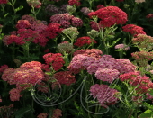 Тысячелистник обыкновенный (Achillea millefolium `Flowerbust Red Shades`)