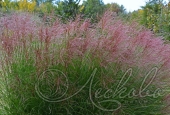 Мискантус китайский (Miscanthus sinensis `Gracillimus`)