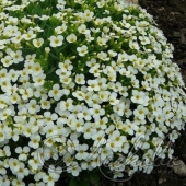 Арабис кавказский (Arabis caucasica `Little Treasure White`)