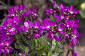 Арабис реснитчатый (Arabis blepharophylla `Rose Delight`)