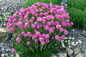 Армерия приморская (Armeria maritima `Morning Star Deep Rose`)