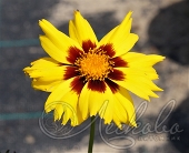 Кореопсис крупноцветковый (Coreopsis grandiflora `Sun Kiss`)