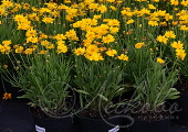 Кореопсис крупноцветковый (Coreopsis grandiflora `Sun Up`)