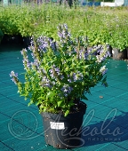 Котовник жилковатый (Nepeta nervosa `Blue Moon`)