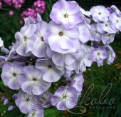 Флокс метельчатый (Phlox paniculata `Любовь Орлова`)