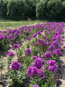 Флокс метельчатый (Phlox paniculata `Виренея`)