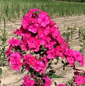 Флокс метельчатый (Phlox paniculata `Виктория`)