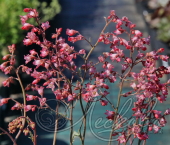 Гейхера гибридная (Heuchera × hybrida `Bressingham Hybrids`)