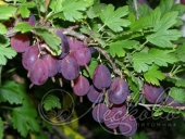 Крыжовник (Ribes grossularia `Грушенька`)