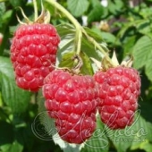 Малина сортовая (Rubus idaeus `Красная королева`)