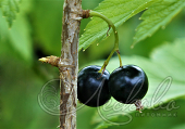 Смородина черная (Ribes nigrum `Память Вавилова`)