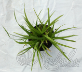 Осока повислая (Carex flacca)