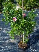 Роза каролина ( Rósa carolína)