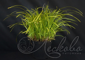 Осока Морроу (Carex morrowii)