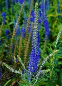 Вероника длиннолистная (Veronica longifolia)