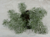 Полынь Шмидта (Artemisia schmidtiana 'Silver Mound')