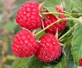 Малина сортовая (Rubus idaeus `Willamette`)