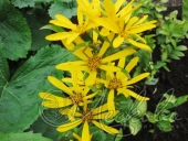 Бузульник Хессей (Ligularia hessei `Gregynog Gold`)