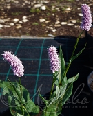 Горец змеиный (Persicaria bistorta)