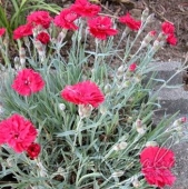 Гвоздика серовато-голубая (Dianthus gratianopolitanus `Bombardier`)