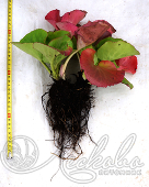 Бадан сердцелистный (Bergenia cordifolia `Rotblum`)