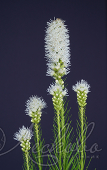 Лиатрис колосковый (Liatris spicata `Alba`)