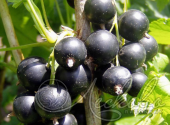 Смородина черная (Ribes nigrum `Орловская серенада`)