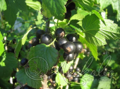 Смородина черная (Ribes nigrum `Отборная`) 