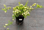 Спирея трёхлопастная (Spiraea trilobata)