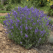 Лаванда узколистная (Lavandula angustifolia `Hidcote`)