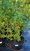 Смородина альпийская (Ribes alpinum `Dima`)