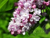 Сирень обыкновенная (Syringa vulgaris `Bella de Nancy`)