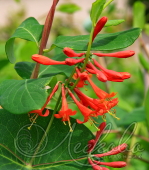 Жимолость Брауна ( Lonicera brownii `Dropmore Scarlet`)