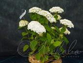 Гортензия древовидная (Hydrangea arborescens `White Ball`)