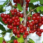 Смородина красная (Ribes rubrum `Rolan`)