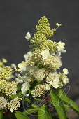 Гортензия метельчатая (Hydrangea paniculata `Magical Himalaya`)